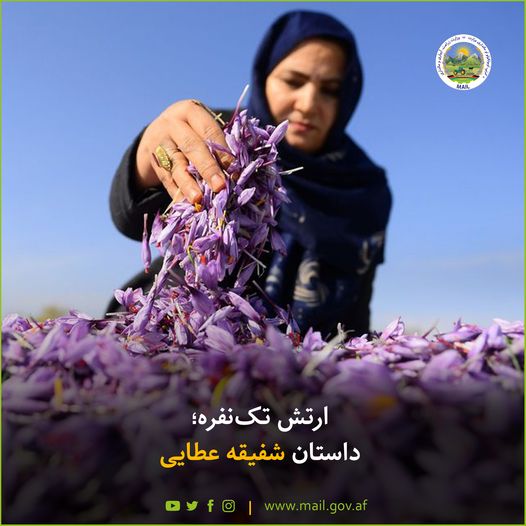 ارتش تکنفره؛ داستان شفیقه عطایی