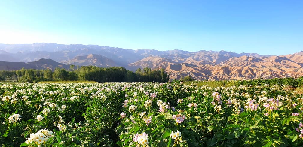 فصل گل کچالو، فصل زیبایی طبیعت بامیان