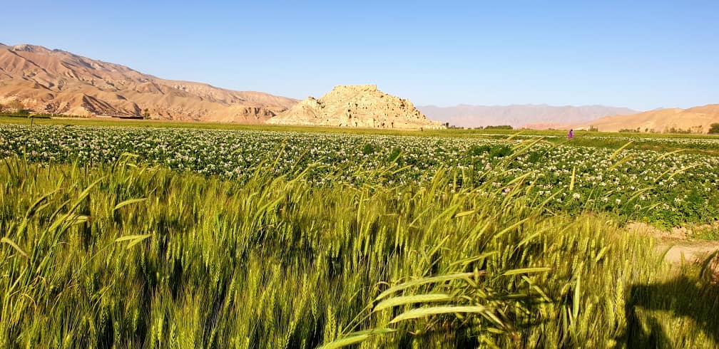 فصل گل کچالو، فصل زیبایی طبیعت بامیان