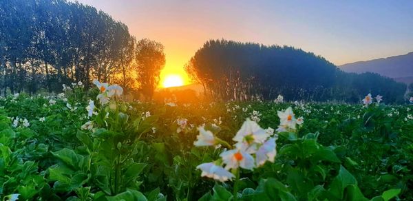 فصل گل کچالو، فصل زیبایی طبیعت بامیان