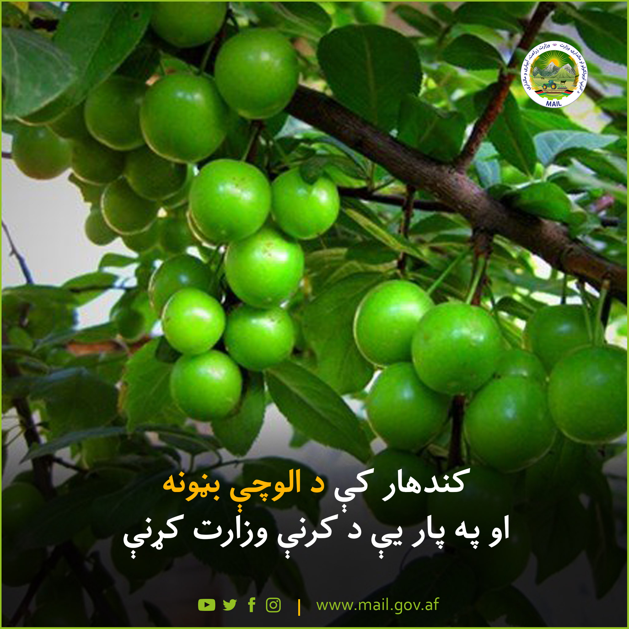 کندهار کې د الوچې بڼونه او په پار یې د کرنې وزارت کړنې