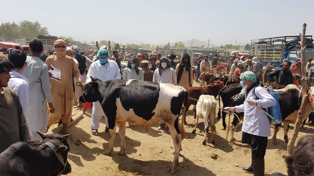 Spraying 6,000 Goats and Sheep in Kapisa and Launching a Campaign in Kabul