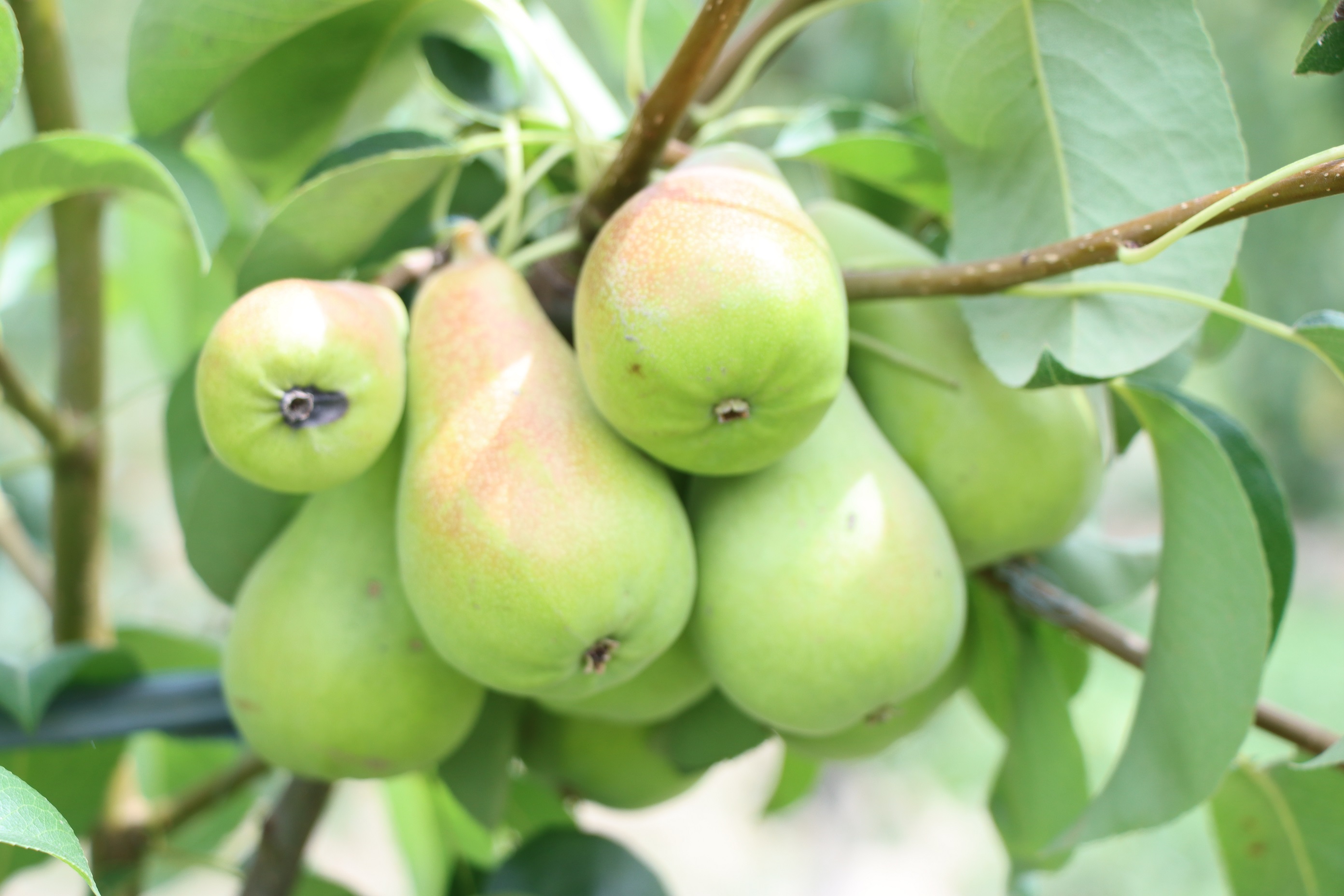 د کرنې د ودې او کلیوالي پراختیا پروژې له لارې چپرهار کې ۵۲۶ جریبه بڼونه جوړ شوي دي