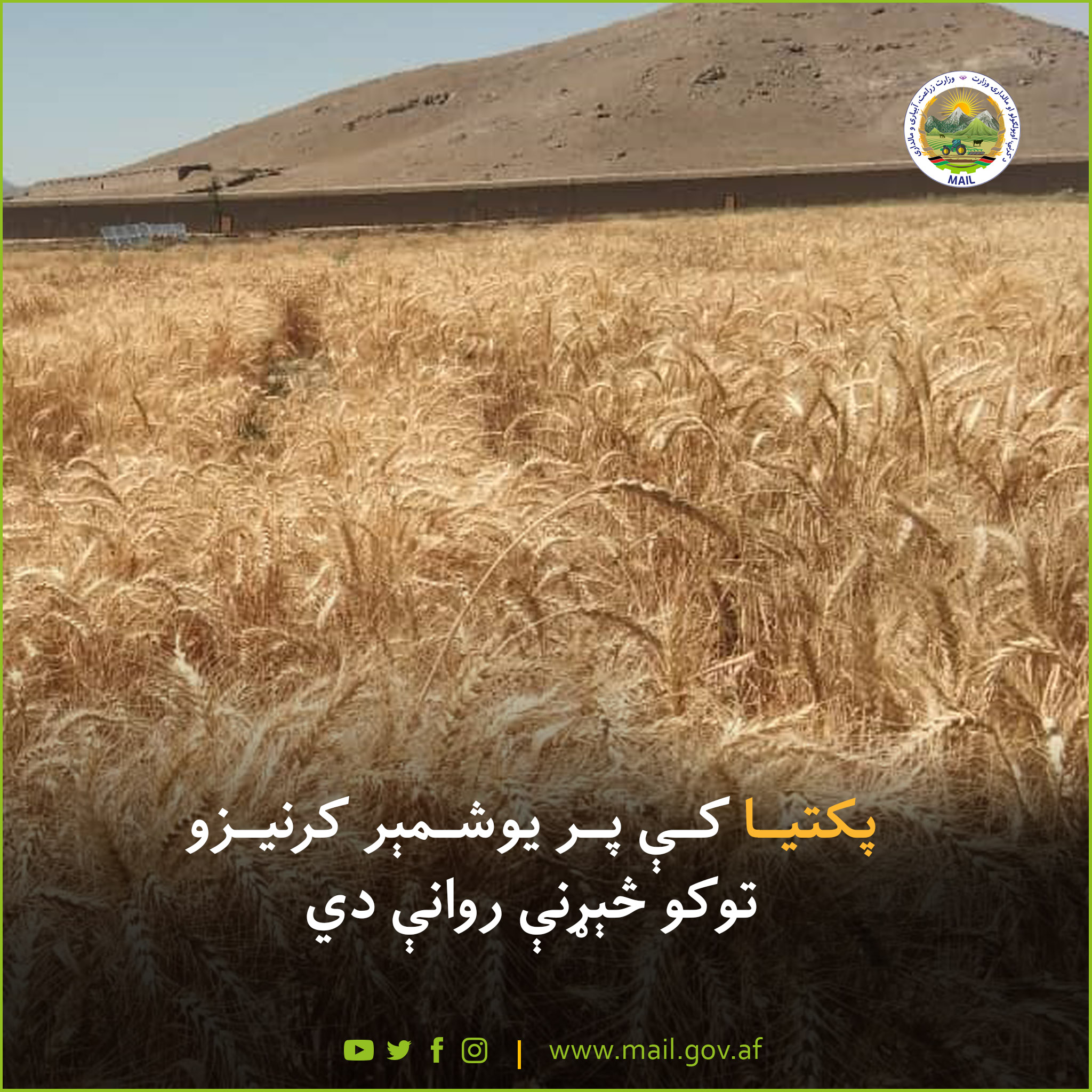 پکتیا کې پر یوشمېر کرنیزو توکو څېړنې روانې دي