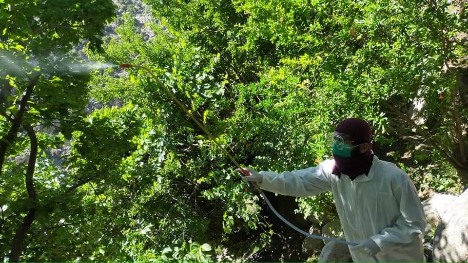 Controversy against Tussock moth’s pests in Nuristan