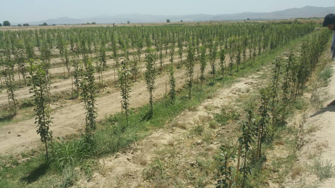 د بڼوالۍ ځنځيري ارزښت د ودې سکټوري پروژې له لارې خوست کې ۸۱ جريبه متراکم بڼونه جوړ شوي دي