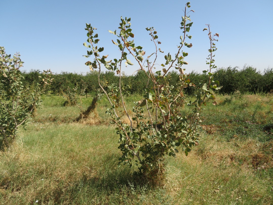 په درې زره هکټاره ځمکه د پستې ځنګلونه جوړېږي