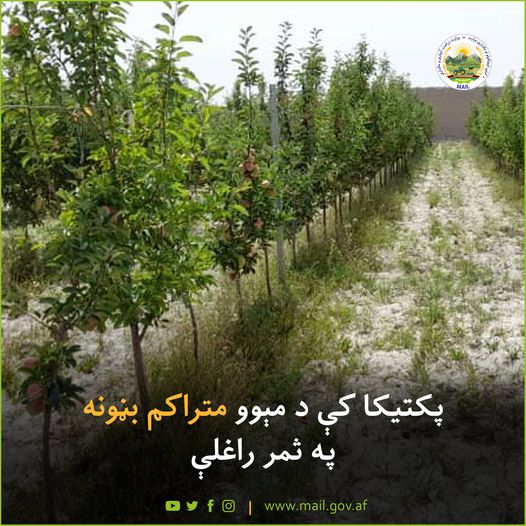 پکتیکا کې د مېوو متراکم بڼونه په ثمر راغلې
