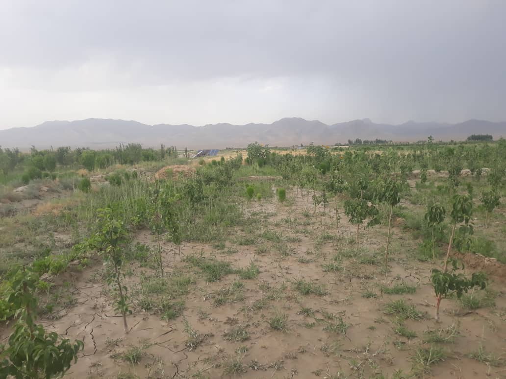 This year, 443 Acres of new Gardens were built in Ghazni