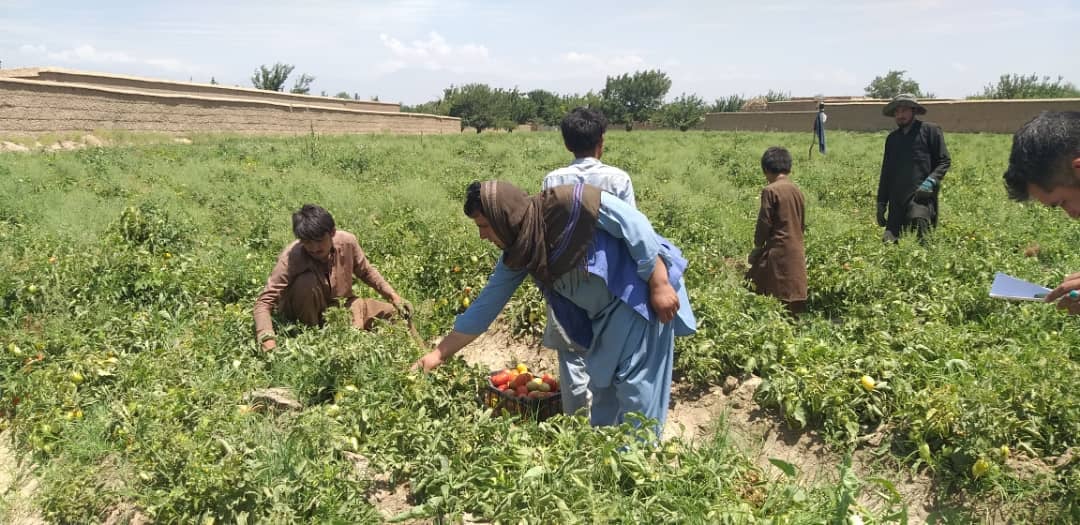 فصل برداشت بادنجان رومی در مزارع ولسوالی قره‌باغ کابل