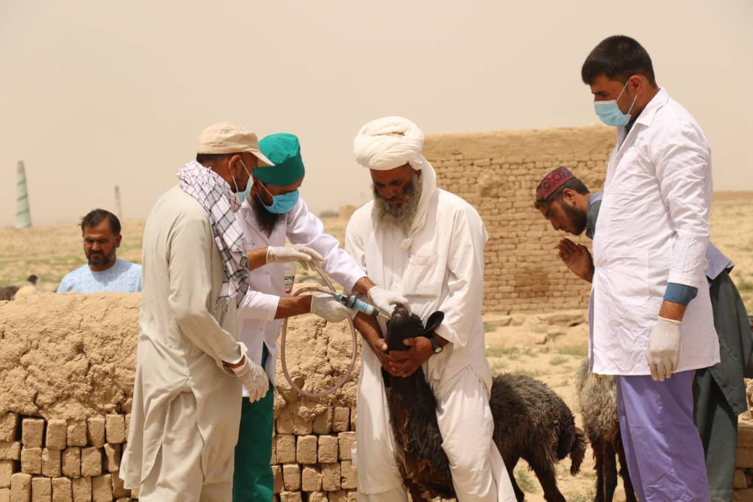 PPR Campaign Launched against Small Ruminants in Kabul