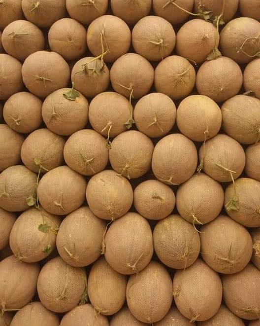 امسال حاصلات خربوزه و تربوز در بغلان افزایش یافته است