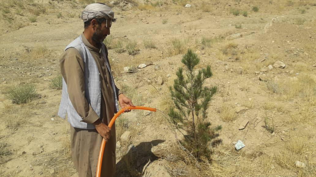 پروژه کمربند سبز دوباره آغاز شد 