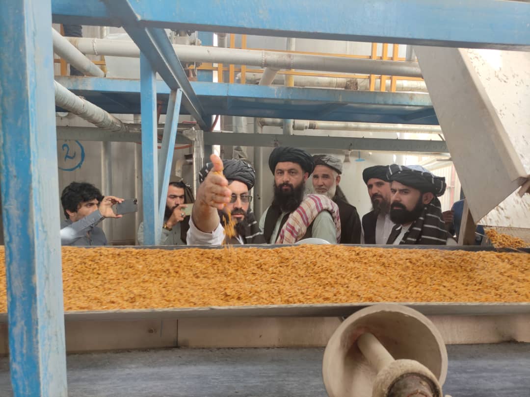 بررسی وضیعت شرکت‌های پروسس شالی در کندز