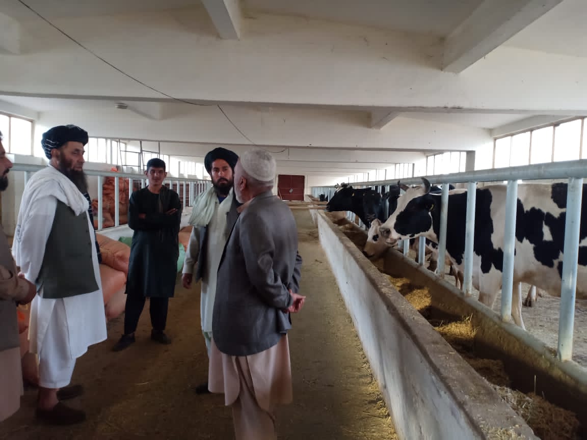 معین زراعت و مالداری از فارم مالداری بینی حصار دیدن کرد