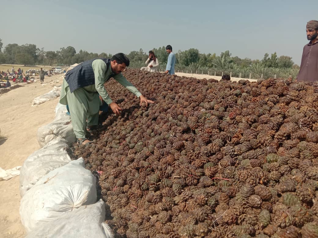 د ننګرهار د ځنغوزيو سږني حاصلات ډېر شوې