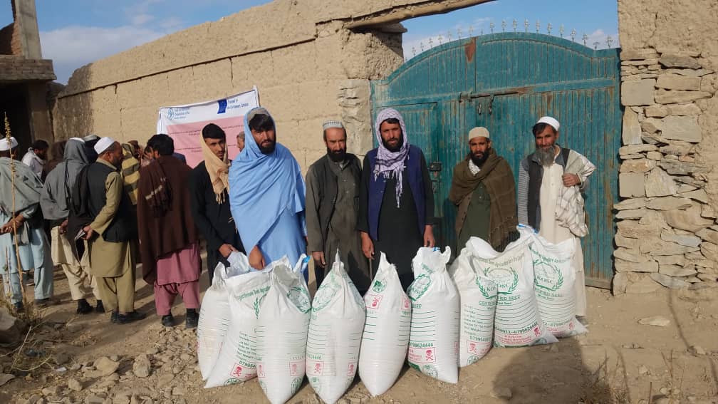 میدان وردګو ولایت کې اووه سوه بزګرانو ته د غنمو اصلاح شوې تخم ویش پیل شو