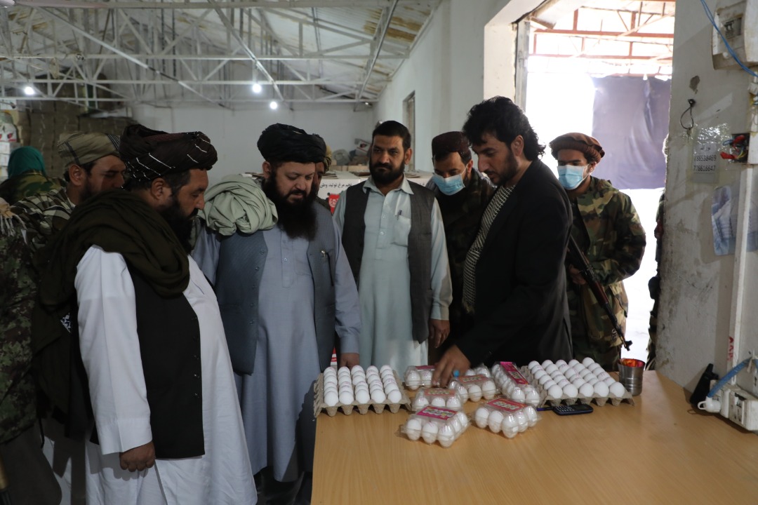 دکرنې سرپرست وزیر د حبیب حسام د چرګانو پالنې شرکت څخه لیدنه وکړه