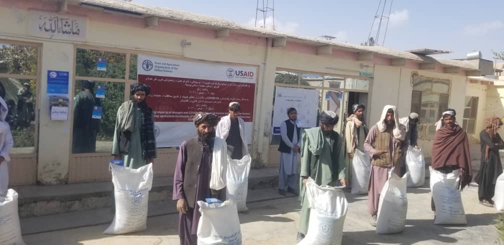 زابل کې له دوه زره اړمنو کروندګرو سره د غنمو داصلاح شويو تخمونو مرسته وشوه