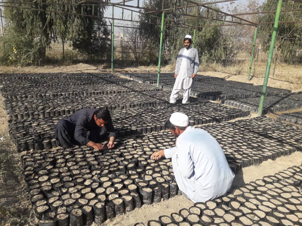 د خوست د ځنکلونو د بيارغونې په پار هلې ځلې: په قوريو کې يې څه باندې ۱۸۸ زره نيالګي روزل شوي