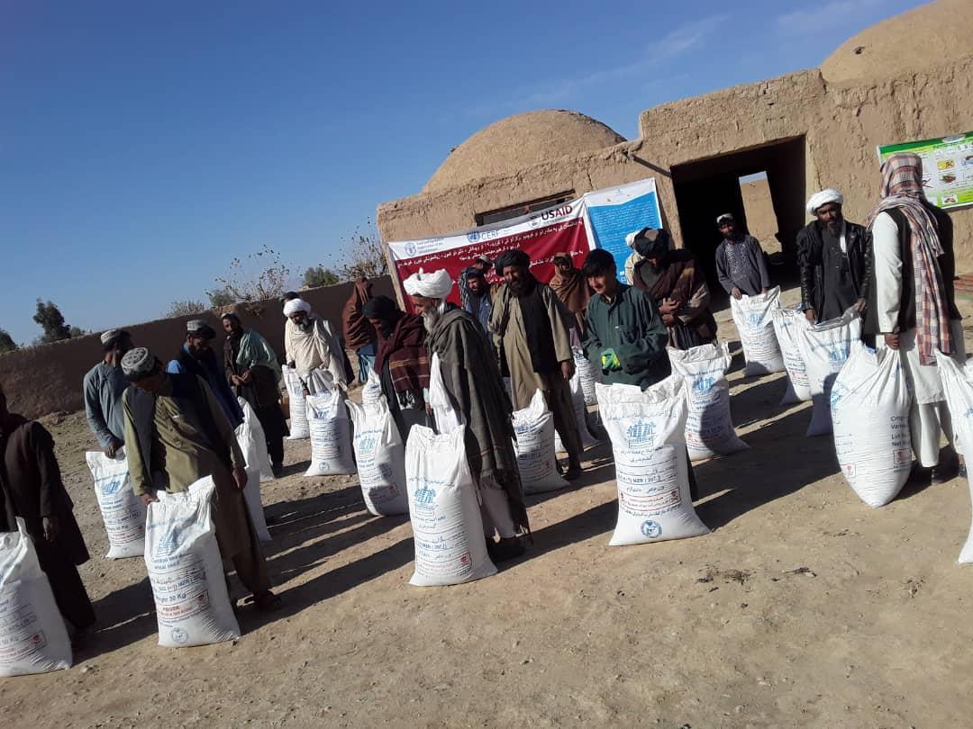 فراه ولایت کې یوزر او ۸۰۰ بزګرانو ته دغنمو اصلاح شوی تخم وویشل شو