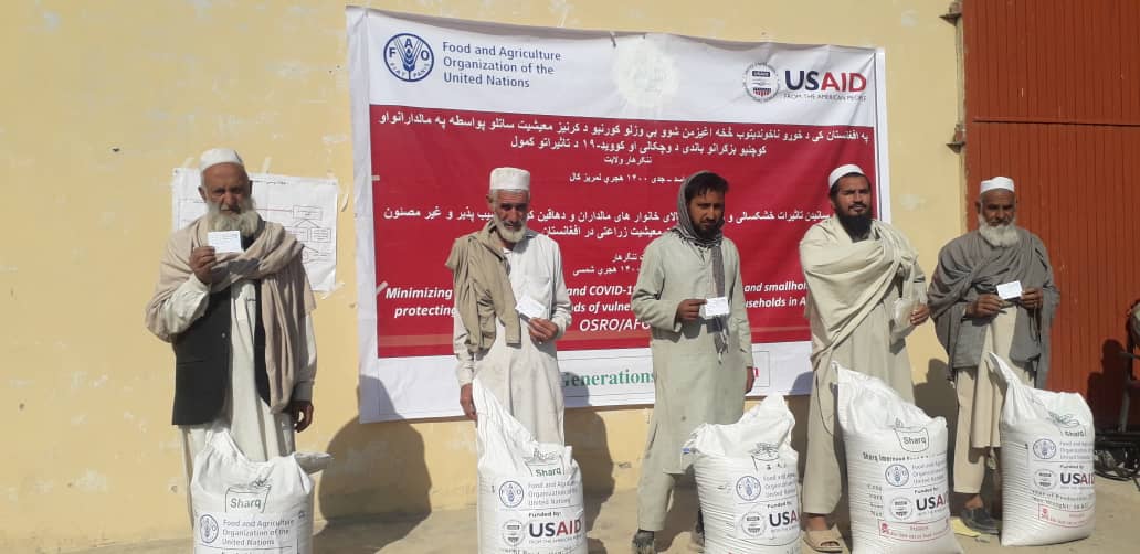 ننګرهار کې پر ۱۱ زره بزګرانو د غنمو اصلاح شوي تخمونه ووېشل شوه