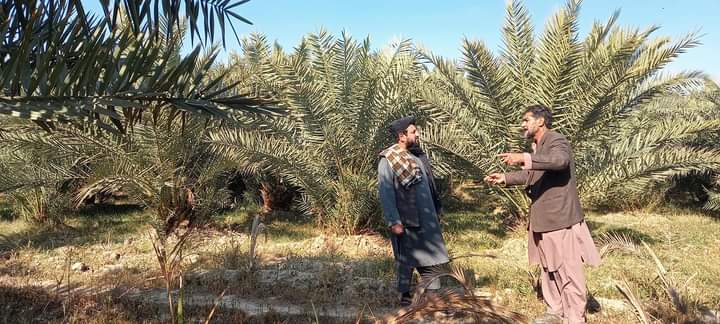 ننګرهار وادي کرنيز رياست رييس  د هډې فارم څخه لېدنه وکړه 