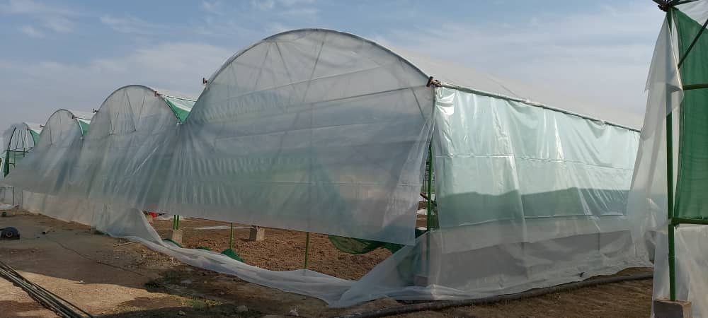 ننګرهار کې سلګونه شنې خونې جوړېږي