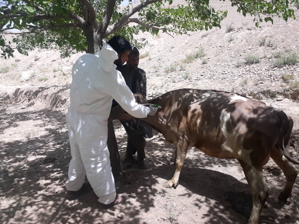 واکسین بیش از ۳۰۰ حیوان در ولسوالی موسهی ولایت کابل
