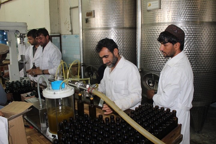 د ننګرهار دکانال ریاست: د زیتونو تېلو کچه لوړه شوې