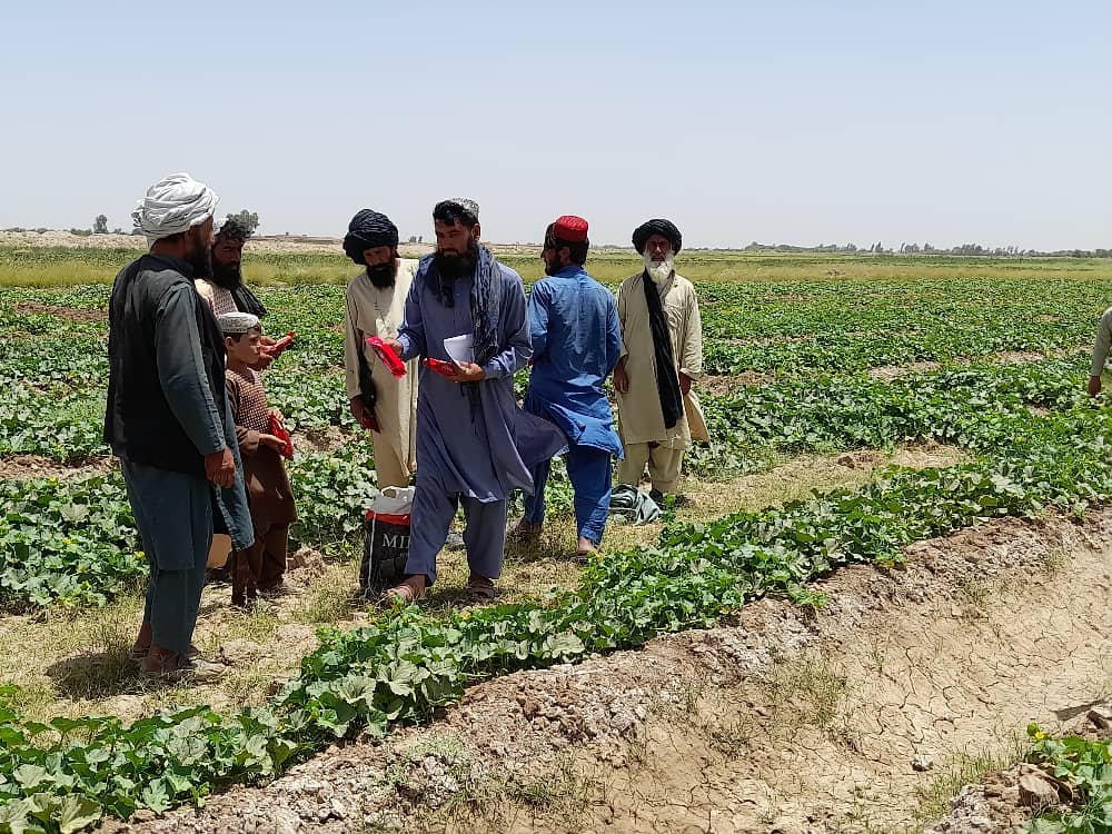 هلمند کې د خټکیو افاتو او ناروغیو مخنیوی کمپاین ادامه لري 