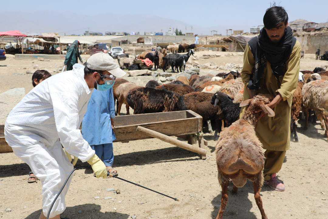 کمپاین کنترول کنه و جلوگیری از مرض تب کانگو در کابل آغاز شد
