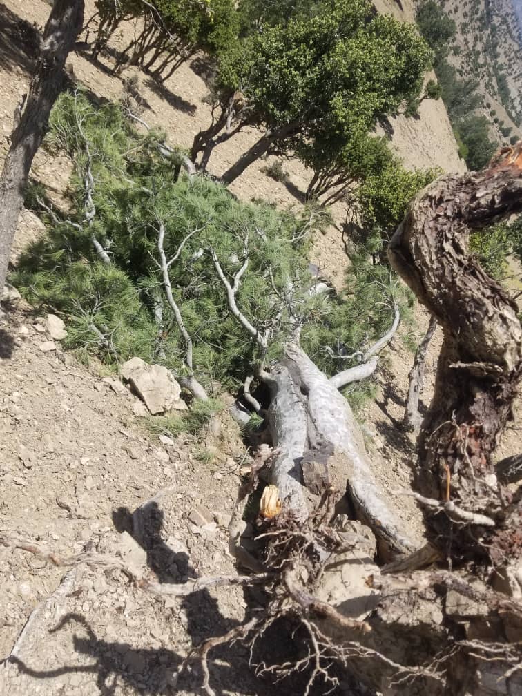 د پکتیکا سروبي ولسوالی کې طبیعي پېښې ځنګلونو او د بڼوالۍ محصولاتو ته زیانونه اړولي