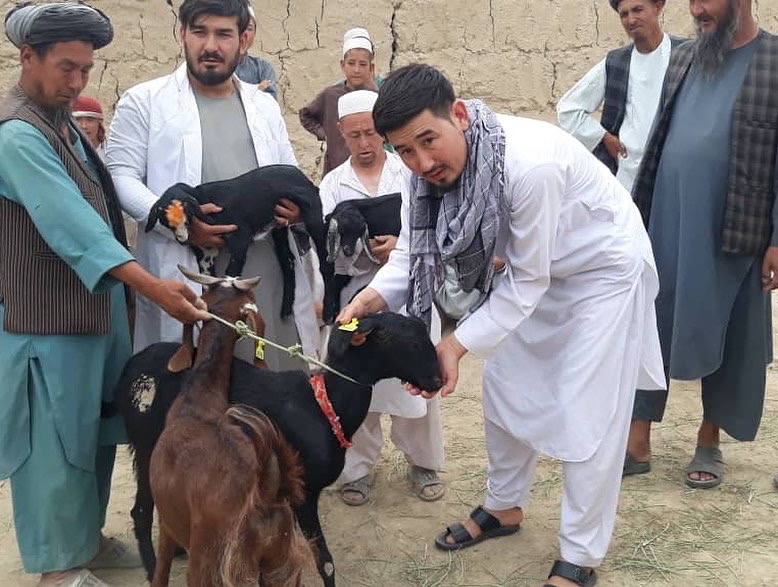 به صد تن در جوزجان بزهای شیری توزیع گردید 