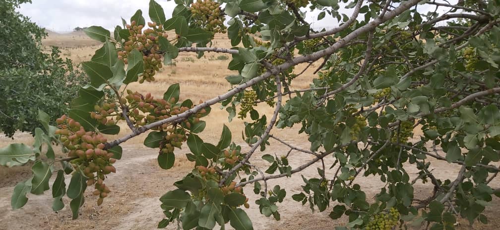 وزارت زراعت جمع‌آوری پسته را رسماً اعلام کرد