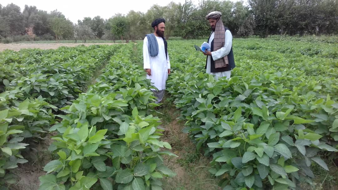 هلمند کې د سویابینو کرکېله 