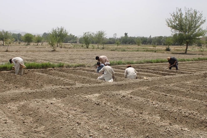 خوست کې د لوبیا او جوارو ننداریزې کروندې جوړېږي