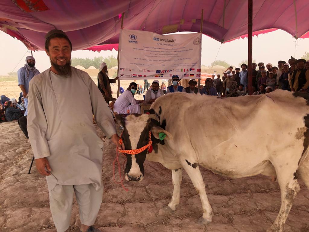 توزیع گاو‌شیری و وسایل پرورش حیوانات برای ۵۱ فامیل در جوزجان