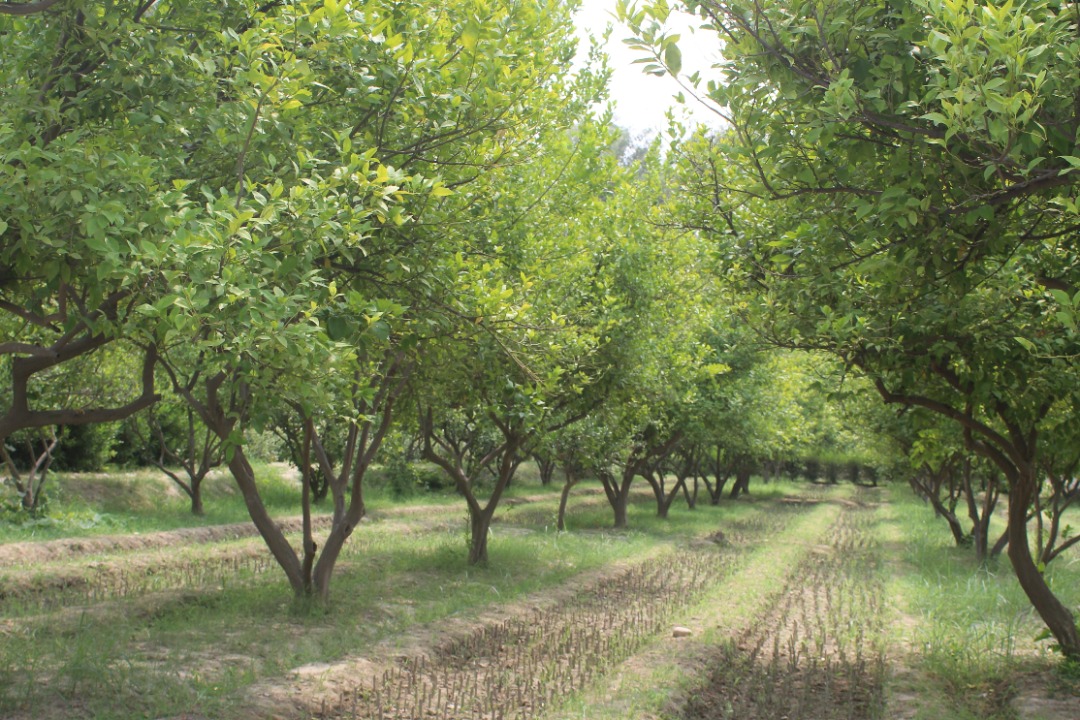 د ننګرهار کانال ریاست: دویم فارم څخه هر کال په پراخه کچه حاصلات راټولېږي