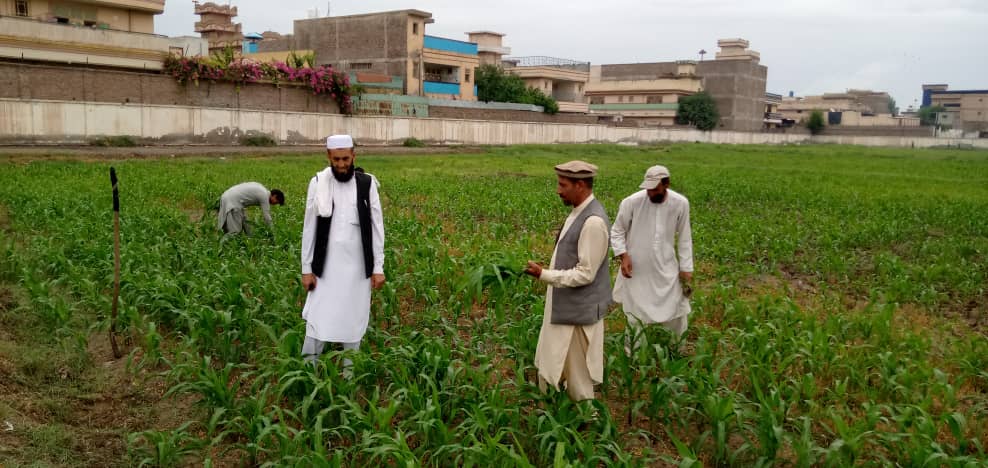 د ننګرهار د شیشم باغ د کرنې په څېړنیز مرکز کې په بېلابېلو کرنیزو توکو څیړنې روانې دي