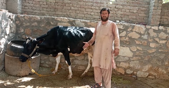 کابل: سروبي ولسوالۍ کې د مالدارنو د څارویو خوندي کولو په پار هلې ځلې