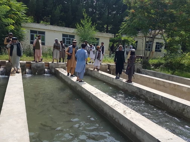 بازدید معاون والی و رئیس زراعت کاپیسا از فارم ماهی پروری گلغندی