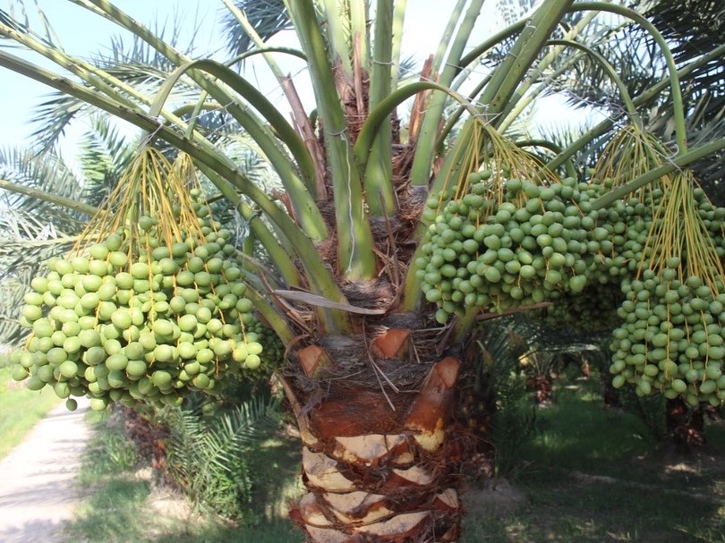 د ننګرهار د کانال رياست د خُرما حاصلات ډېرشوې