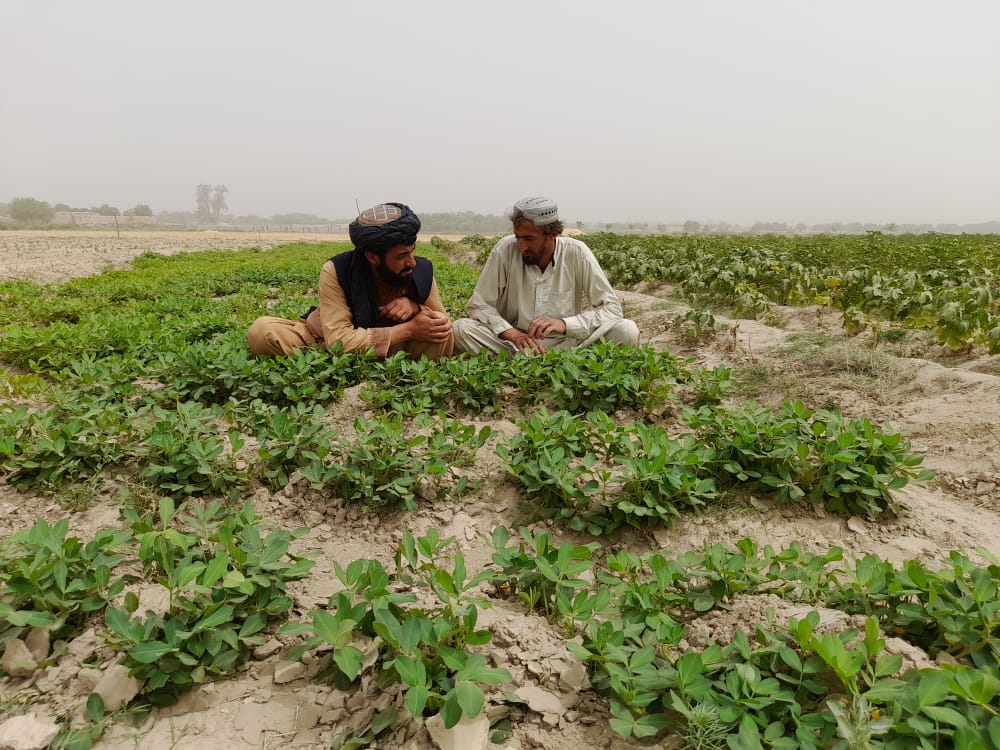 د هلمند د ناوې ولسوالی یوشمېر بزګرو ته د نباتي افتونو او ناروغیو د مخنیوی لارې چارې وښودل شوې
