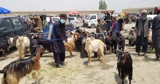 د پکتیا مرکز ګرديز کې د کانګو تبې د مخنیوی په موخه کمپاین پیل شو