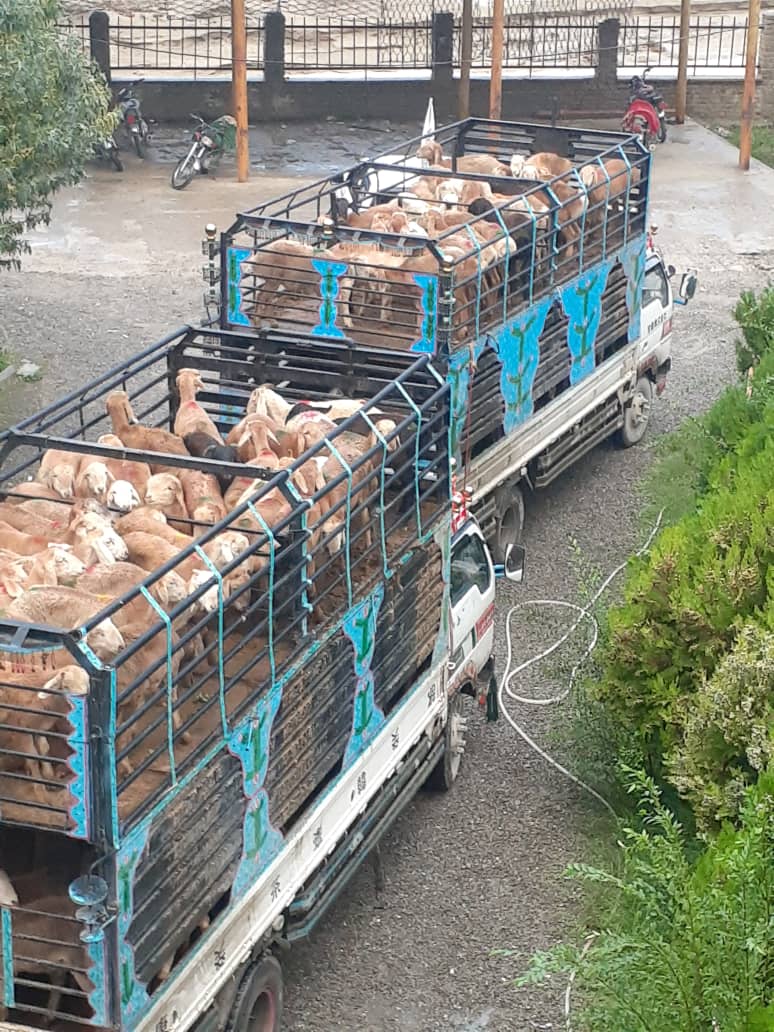 د پکتيکا دکرنې رياست: پاکستان ته په غیر قانوني ډول دپسونودقاچاق مخه ونیول شوه