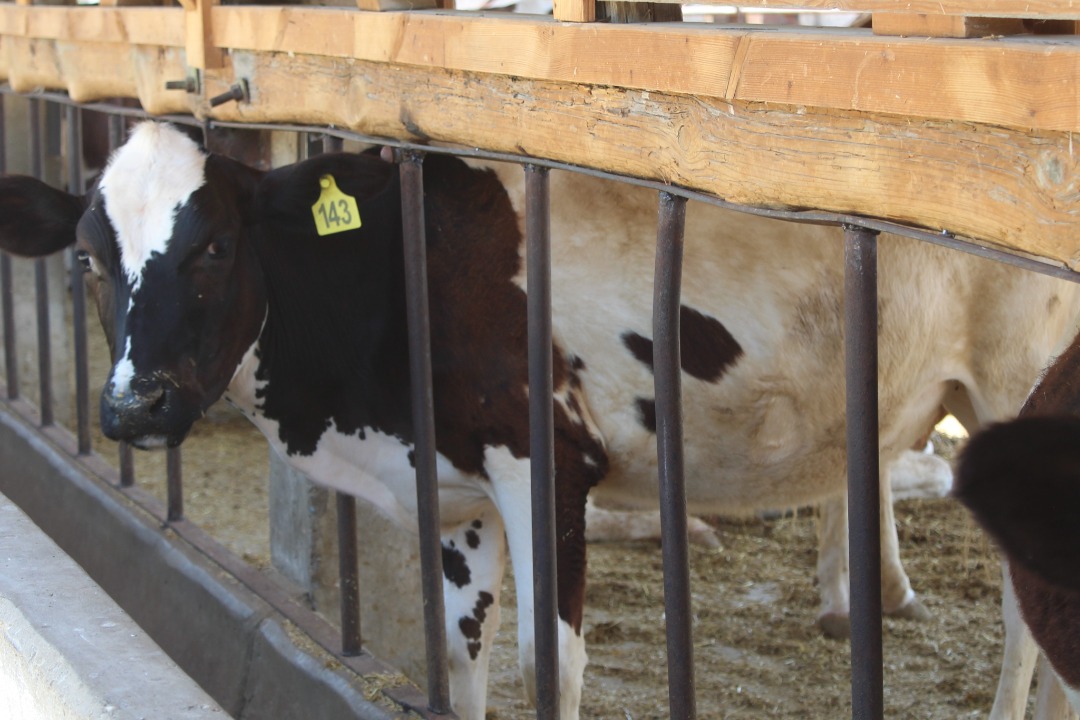 د کانال رياست د مالدارۍ فارم هره ورځ ۵۵۰ليټره شيدې توليدوي