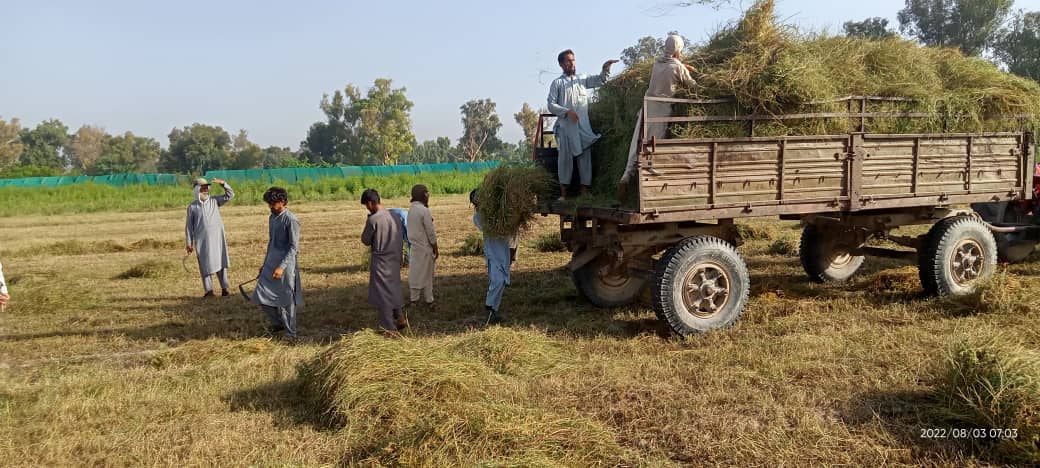 د کانال رياست: ددې فارم د مالدارۍ فارم هره ورځ تر ۵۰۰ليټره شيدې توليدوي