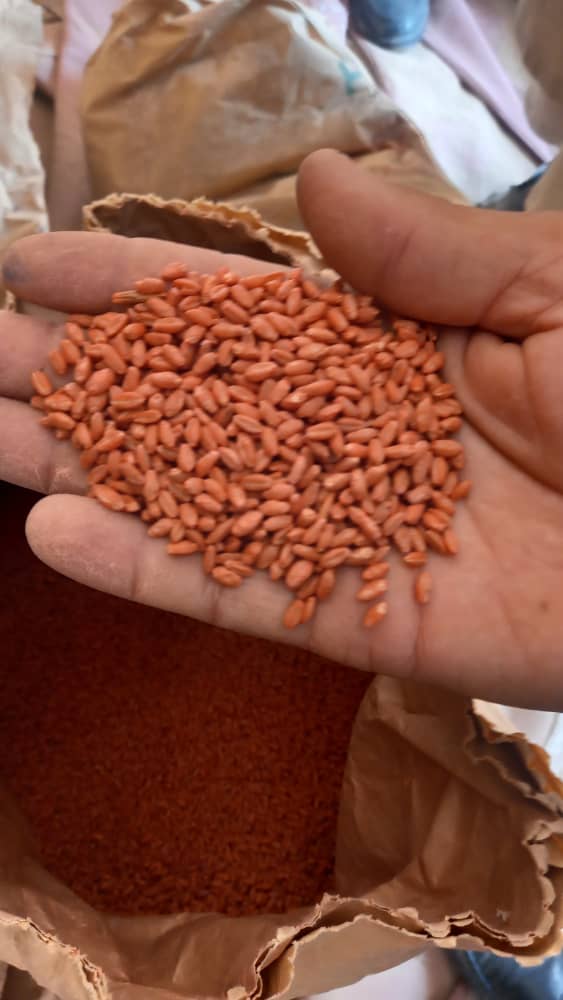 فراه کې په ۲۰۰ بزګرانو د غنمو اصلاح شوي تخمونه ووېشل شول