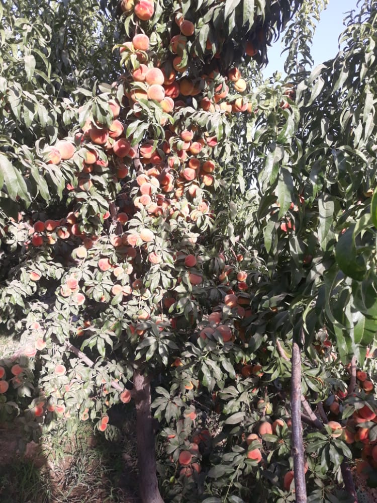 حاصلات شفتالو در ولسوالی قیصار فاریاب افزایش یافته است